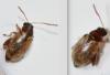 Longitarsus sp.